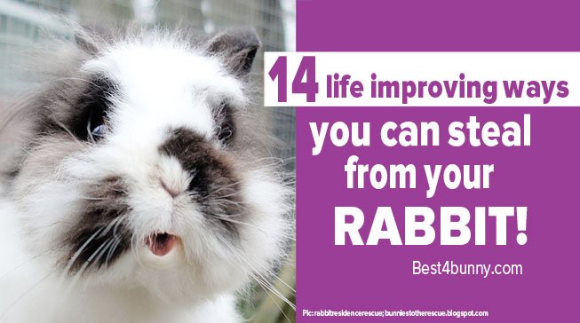 Best4bunny's tweet photo. 14 life improving ways you can steal from your rabbit!
Find out what they are here...
https://t.co/jyMNxyqGpV https://t.co/7xZ1EMKnIB