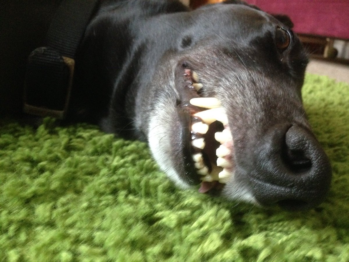 Our lovely Oscar makes us smile everyday 😊 #nationalgreyhoundday #rescueagreyhound