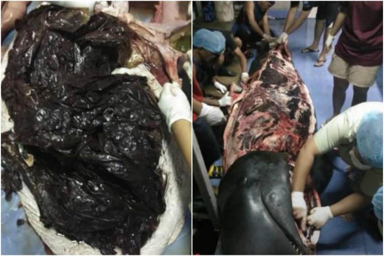 straits_times's tweet photo. Whale dies in Thailand after swallowing 80 plastic bags https://t.co/nRJOJV2t5j https://t.co/qv0zyhIbz4