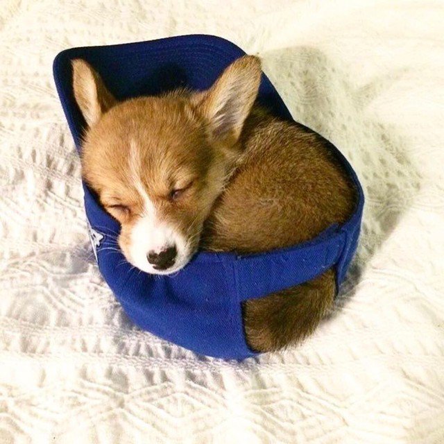 It’s Comfy In Here
 #Cute #Dogs