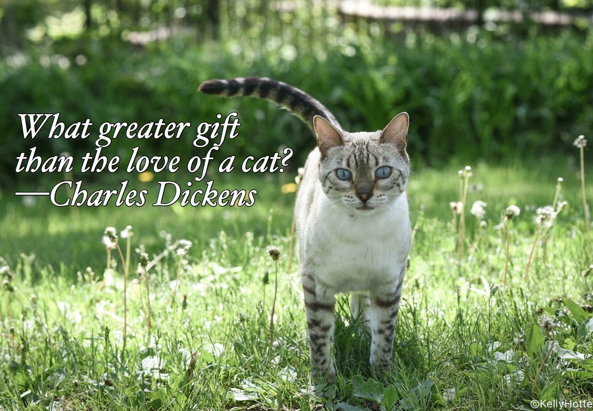 HotteDogs's tweet photo. The love of a cat, what more can you want? #CharlesDickens #GreatExpectations #theloveofacat #ottawapet #613pets #CatsOfTwitter #ottcity #quoteoftheday #catlovers #ottawacat #ottawapetphotography https://t.co/0WbJFBZygQ