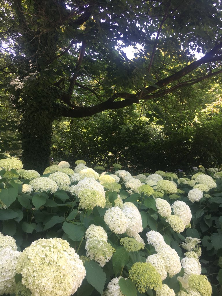EmilyRolf1's tweet photo. Even in a big city like Milan, it is important to have outdoor spaces and green plants in order to control air pollution @uwldolcevita #HLTLuwlax #2018ldv https://t.co/E35BheF031