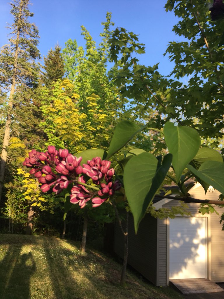 Love my yellow maple trees and my lilacs this time of year! #yellowmapletrees #springlilacs