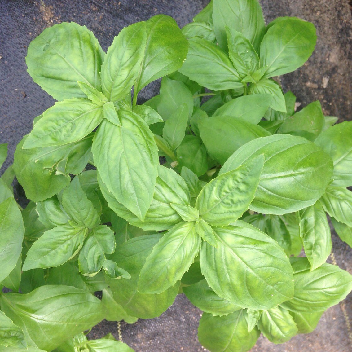 funnygirlfarm's tweet photo. It's a #caprese kind of weekend! Basil is BOGO and we have plenty of #freshmozz and tomatoes alongside #focaccia and #sproutedgrain sourdough from @StrongArmBaking. Don't miss our KALE SALE: 99 cent beautiful bunches! See you 9a-3p today at the #farmstand. #farmdurm #weekendeats https://t.co/7Ka8zVuSGJ