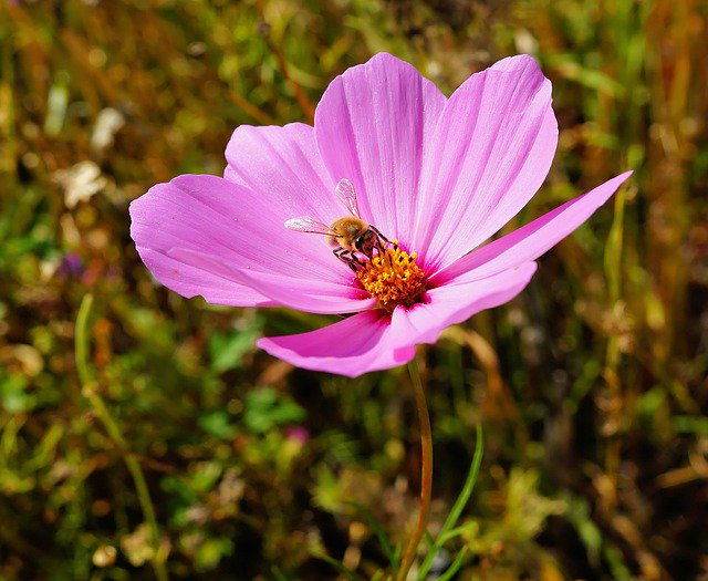 thebeekeeperman's tweet photo. How I wish a lot of folks would begin beekeeping simply because it has a number of benefits for us... #beekeepin... https://t.co/kz6NIKqdUP