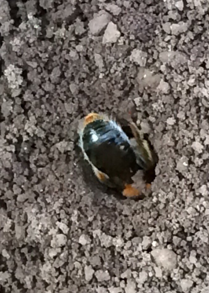 okeeffeml's tweet photo. Early Mining Bee Andrena haemorrhoa, just one of the bees entertaining us in our garden. Of the 77 Irish Solitary Bees few are identifiable without capture. Note orange tip to black abdomen. https://t.co/6qRaLSMeR7 https://t.co/NxkVvPxa0P