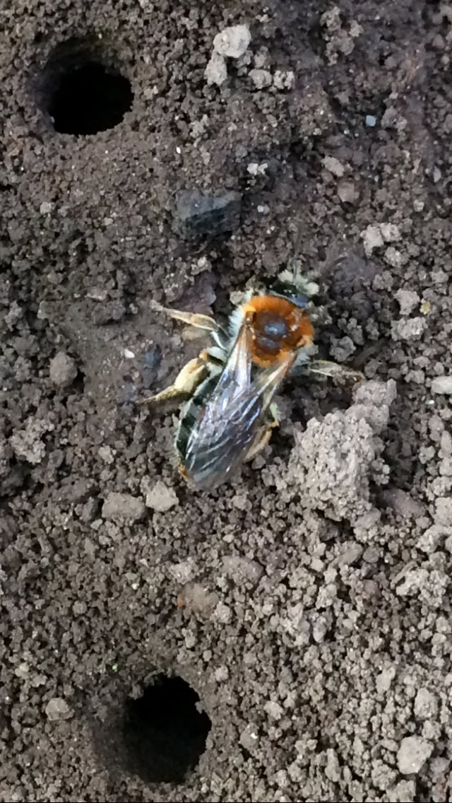 okeeffeml's tweet photo. Early Mining Bee Andrena haemorrhoa, just one of the bees entertaining us in our garden. Of the 77 Irish Solitary Bees few are identifiable without capture. Note orange tip to black abdomen. https://t.co/6qRaLSMeR7 https://t.co/NxkVvPxa0P