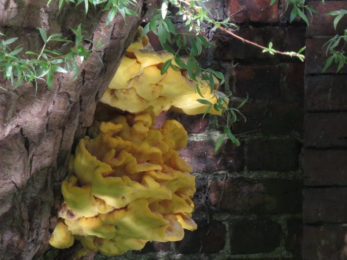 Foraging in June. ‘At-a-glance’ monthly UK foraging guide wildplantguide.com/foraging-in-ju…