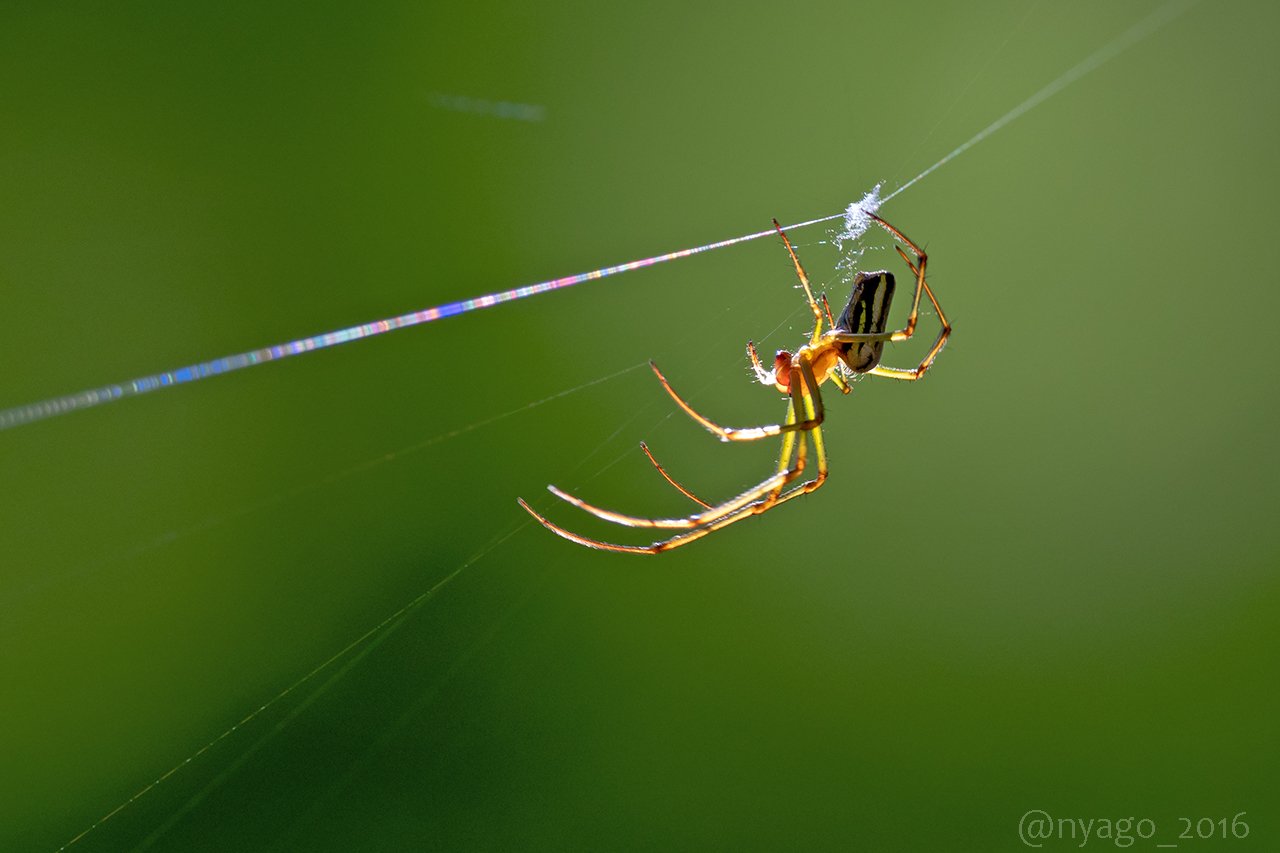 Nyago 巣をかけ始めていた 蜘蛛 さん 光って透けて綺麗でした ﾉ チュウガタシロカネグモ クモ Spider 蜘蛛の糸 蜘蛛の巣 Spidersthread Spiderweb キラキラ 虫 光 T Co 9bb1oz3upf Twitter