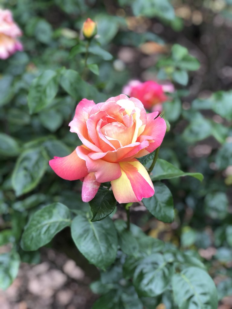 OutdoorHaringey's tweet photo. These beauties seen in the #Rosebed in @PrioryParkN8 near the fountain. Fragrant and colourful. No idea of variety - anyone?
@PrioryParkN8 @DukesGardens @BloomingN10 https://t.co/bCG3ZLyFZF