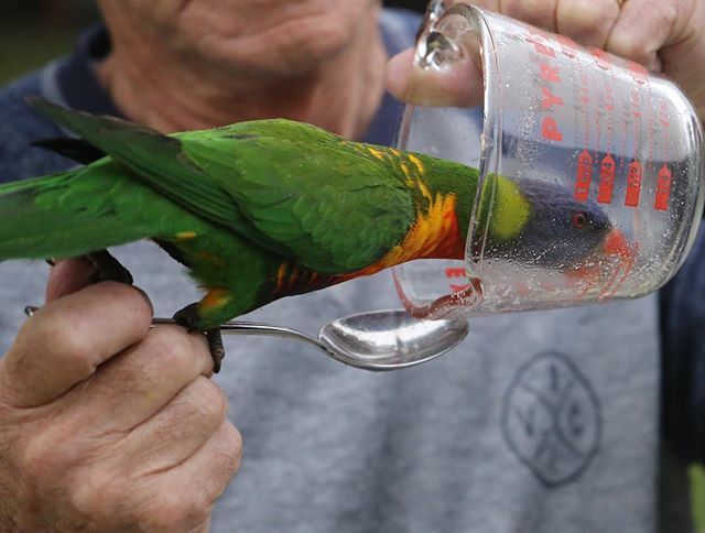 JaneLewis_'s tweet photo. When the jug is empty 🤭#lickingthebowl #lorikeets  #rainbowlorikeets 
#australianbird #nature #abcmyphoto #janelewis_impressions @janelewis_ https://t.co/BlJEcvcEDd https://t.co/wNPpQUUpZQ