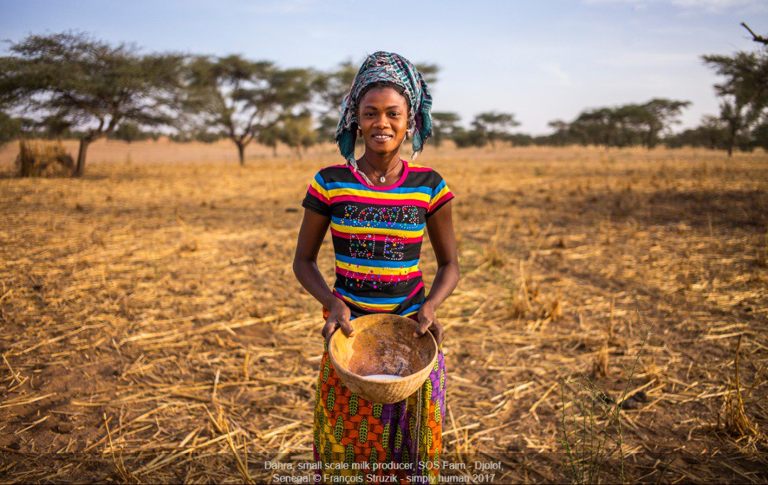 Le Saviez-Vous : 
Le lait de vache représente entre 20 et 40 % du chiffre d’affaires de l’élevage dans les pays sahéliens.