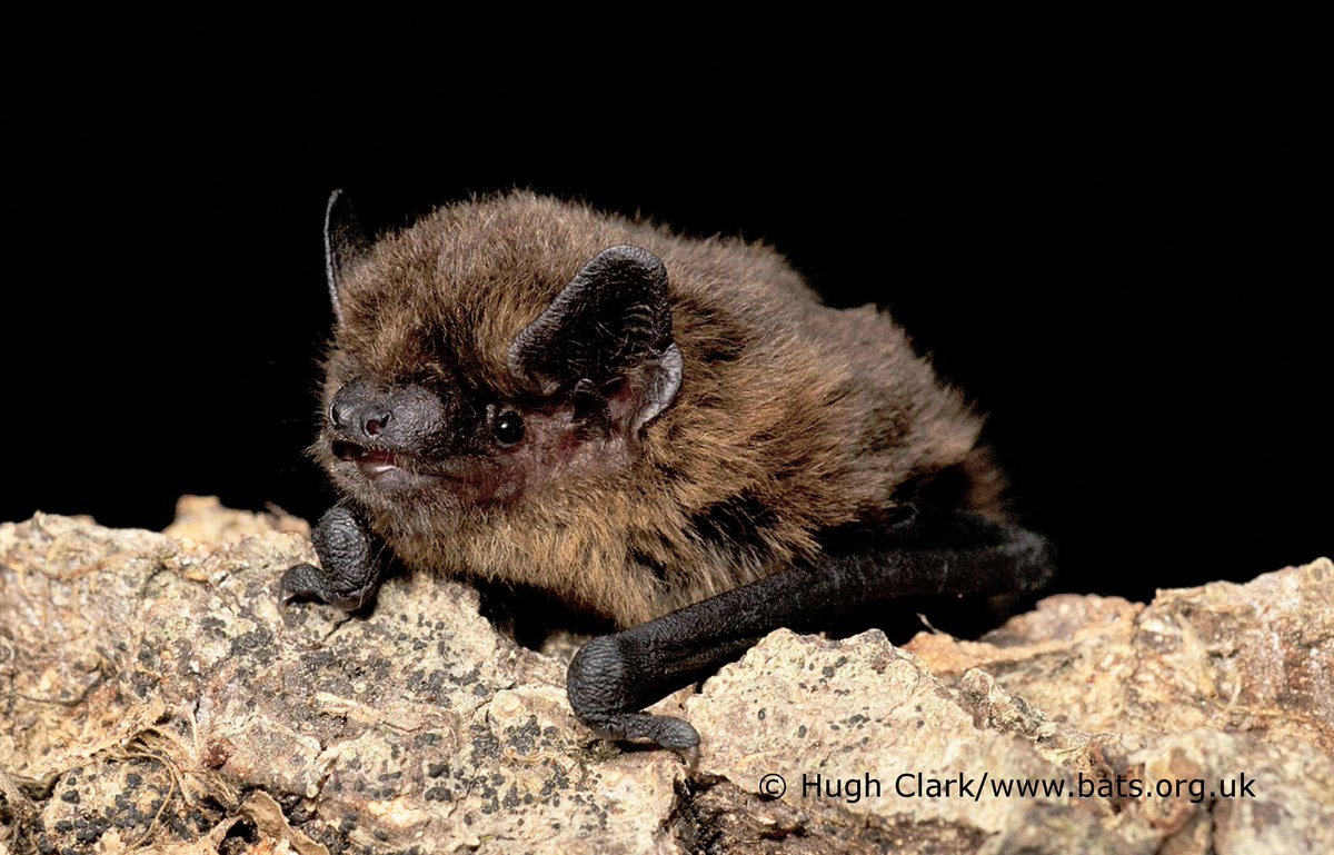 Bat Conservation Trust tweet media