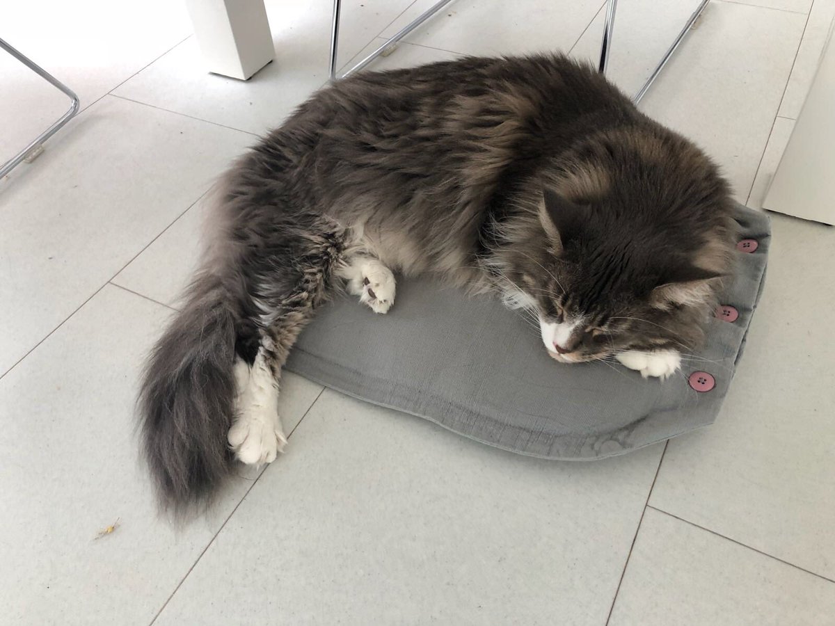 MontyandB's tweet photo. He likes comfort stole a cushion and then had a sleep! #mainecoon #sleepycat #CatsOfTwitter https://t.co/DADvshTRXV