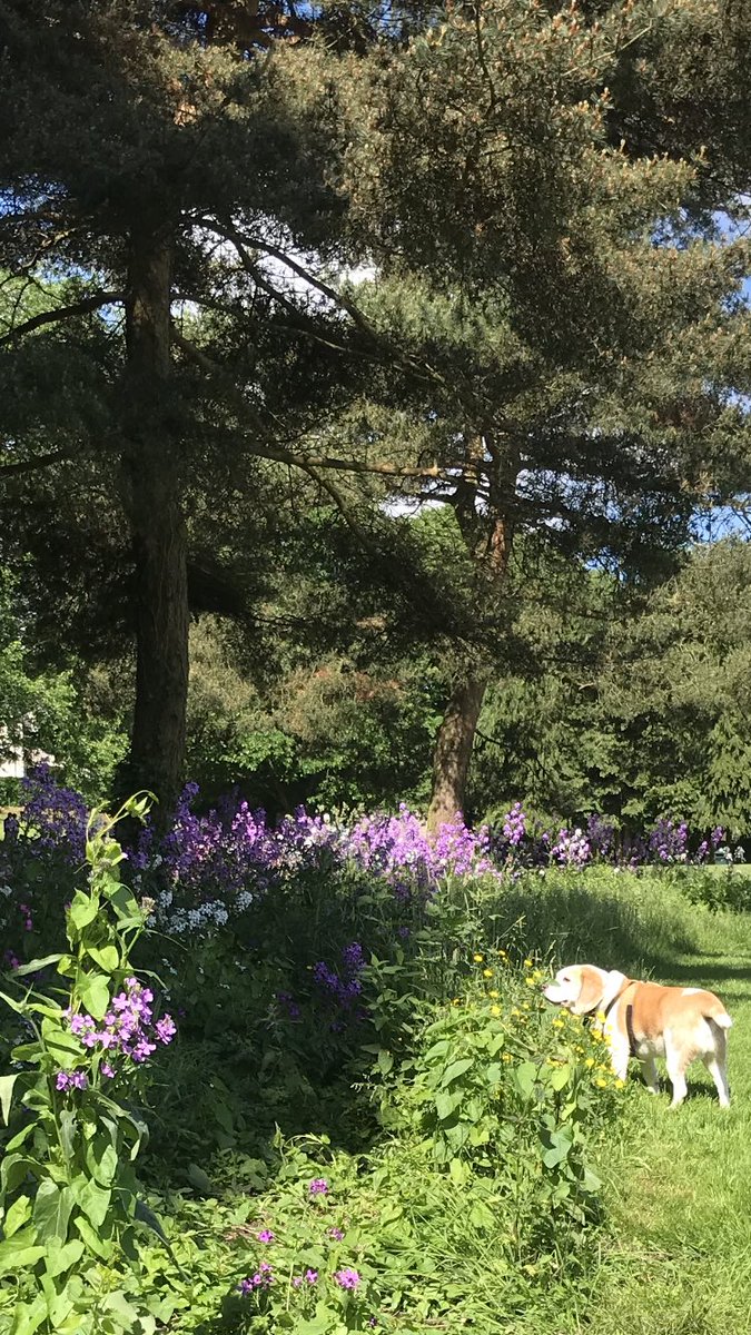 Ooooo gorgeous #SaturdayMorning ☀️🐶