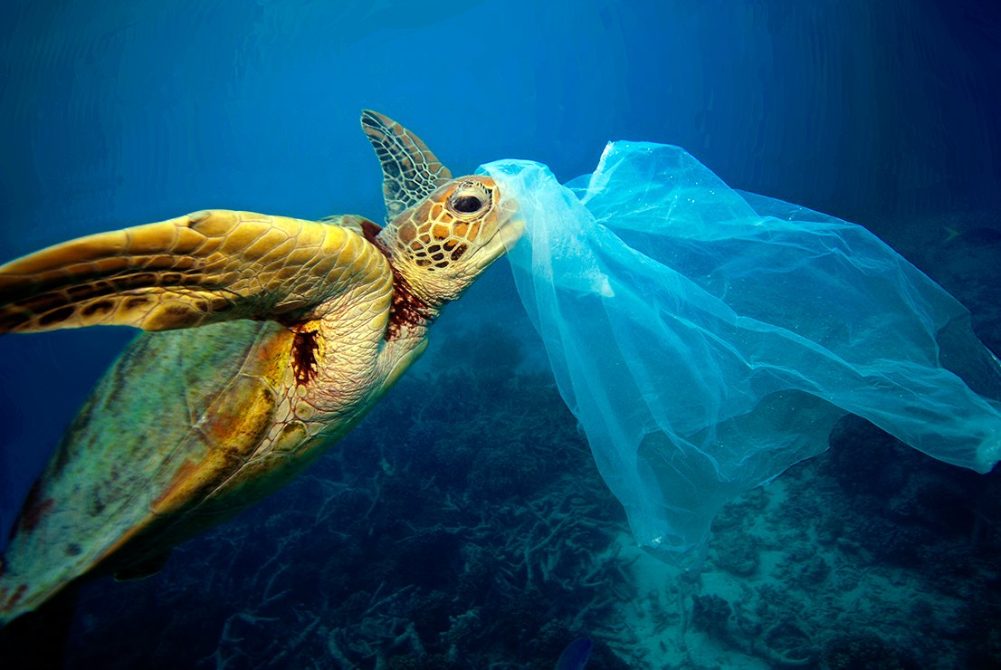 UNDPAfrica's tweet photo. Our ocean is life. 🐠🐳🐬

But humanity hasn’t been kind. Today, 40% of our oceans are considered heavily affected by human activity.

Here are 10 things we can do to save our ocean and #BeatPlasticPollution 👇 https://t.co/iYoLHkCjtM https://t.co/eZVpZCqNBd