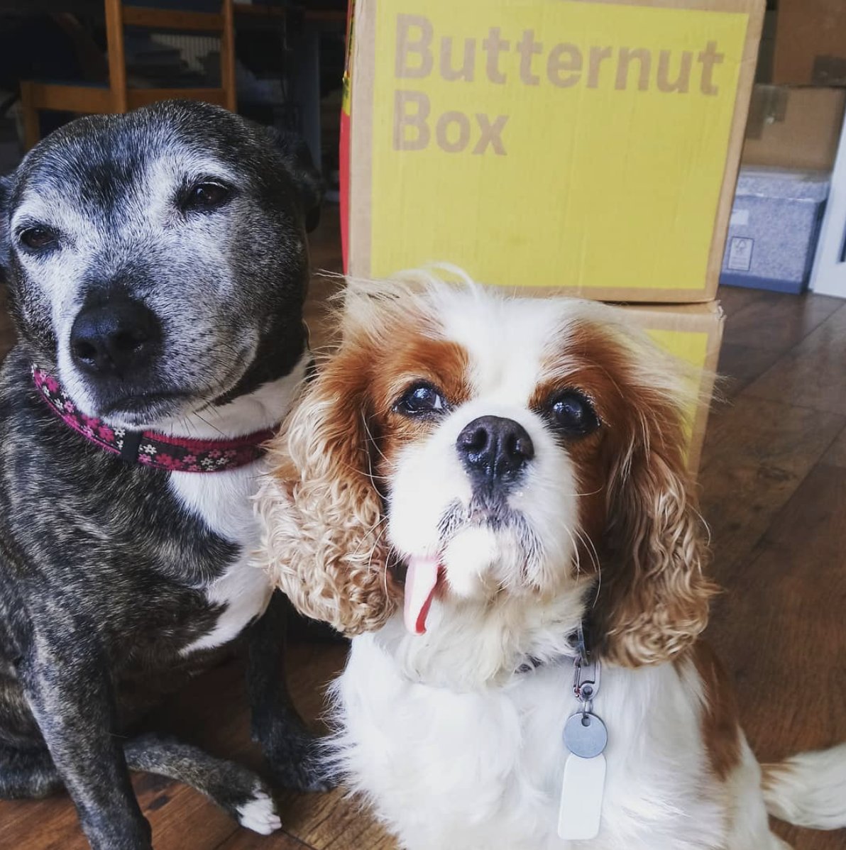 ButternutBox's tweet photo. A massive thank you to all our customers for your support in helping dogs in need! For every new #Butternutter that signs up we donate a meal to a dog in need. Here are some of the dogs from @AllDogsMatter that really matter to us all! #realgoodtimes https://t.co/uAUCeFE93D