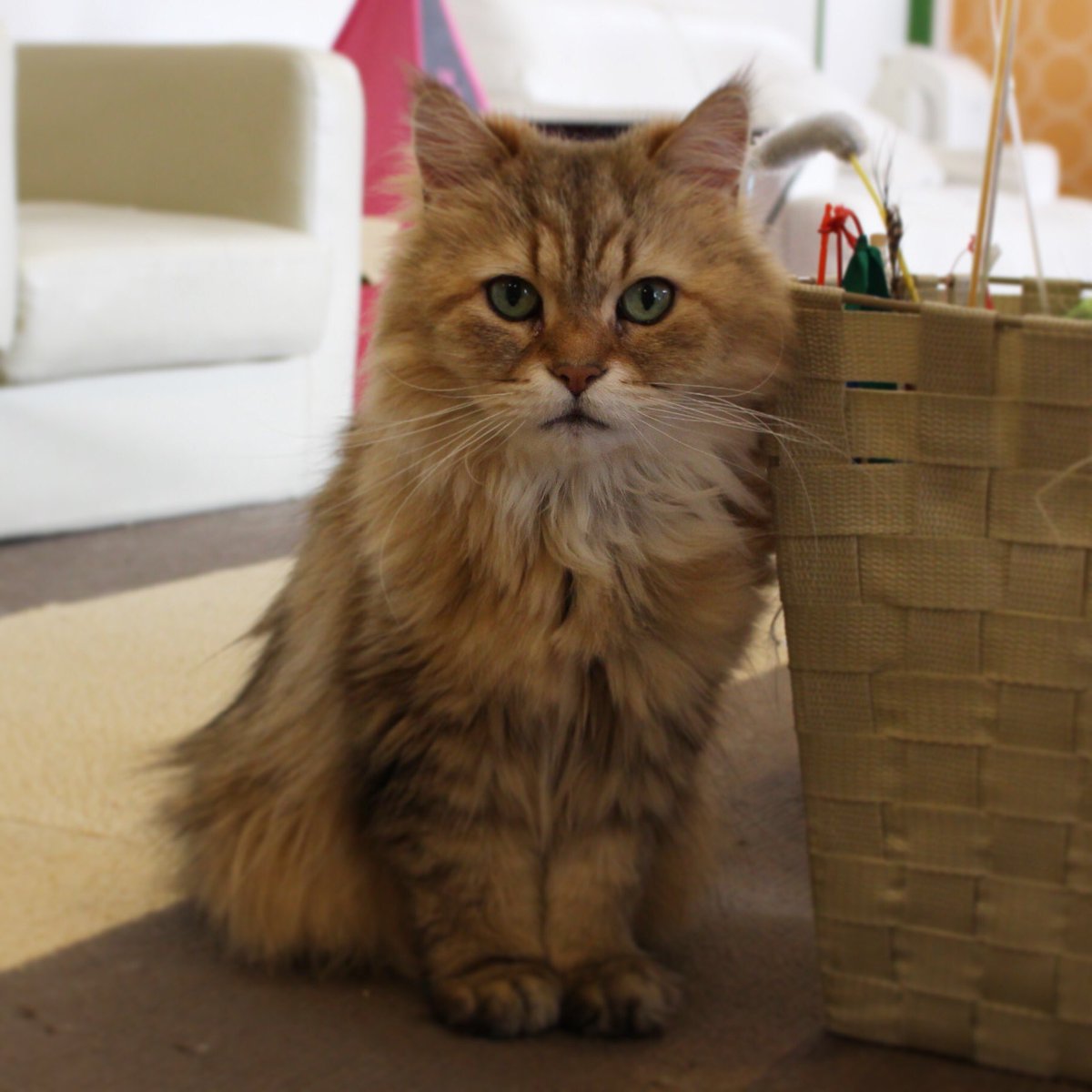 ねこカフェなる Happy Birthday Kinako 18 6 2 ねこカフェなる 長野県長野市 きなこ ペルシャ猫 チンチラゴールデン 10歳のお誕生日 お誕生日おめでとう T Co Eaxix15e2r Twitter