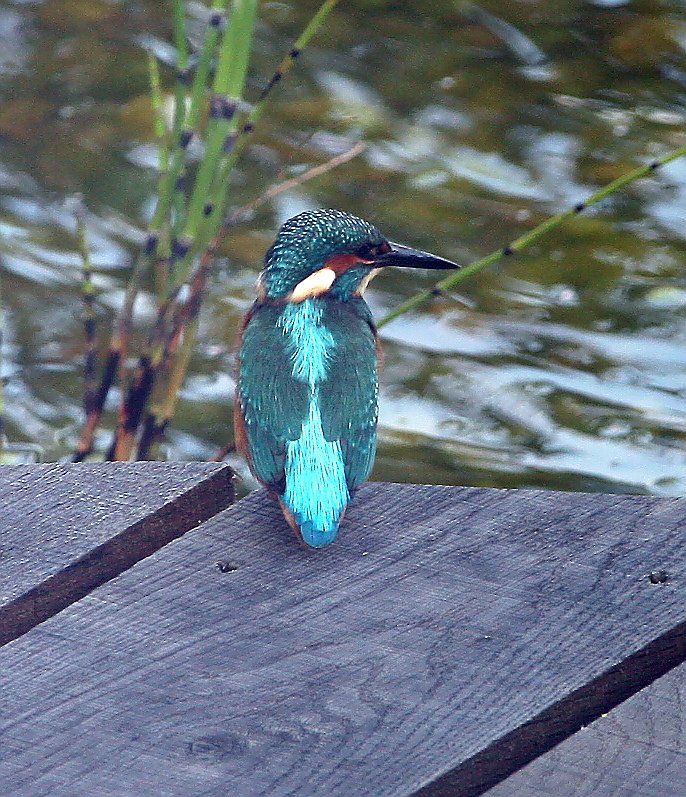 A nice visitor around the garden pond this week