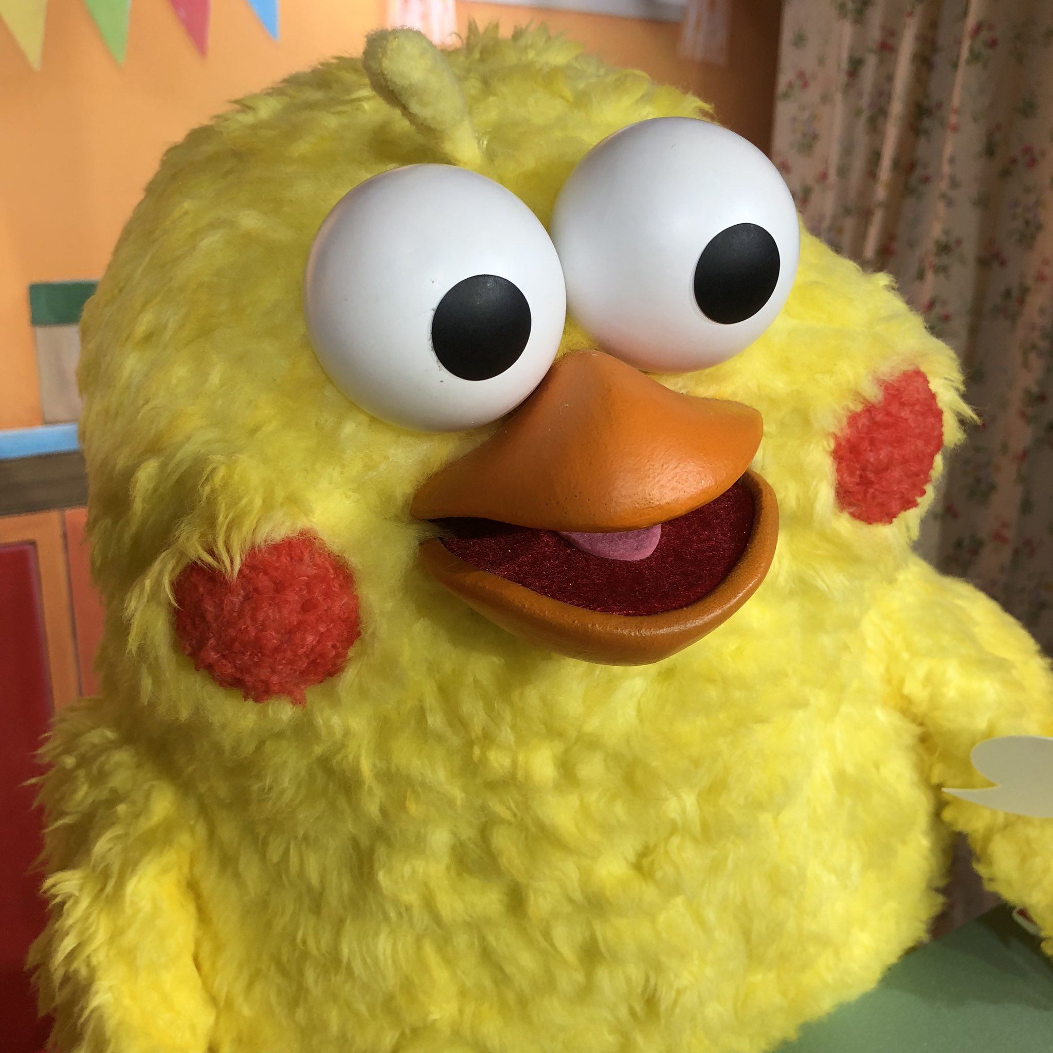 Shinichi Ando ポインコ かわいい T Co 1oh86owysi Twitter