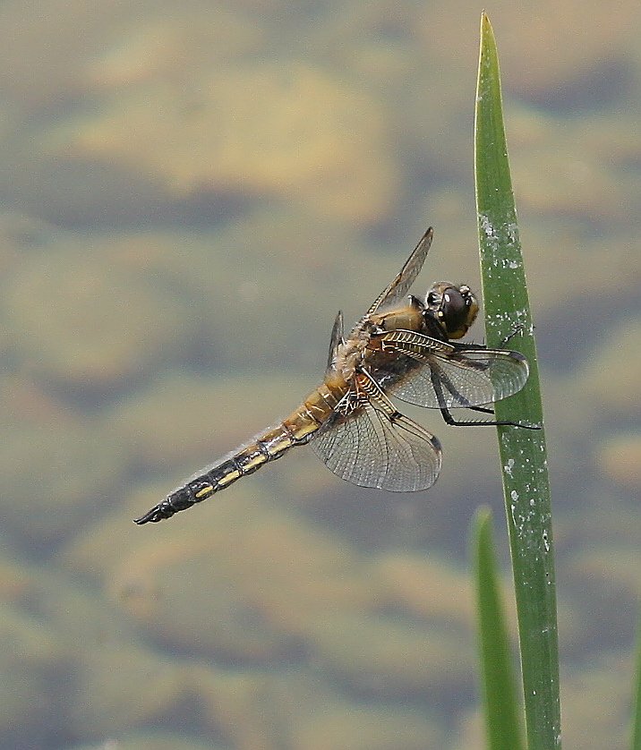 Four-spot chaser by the pond