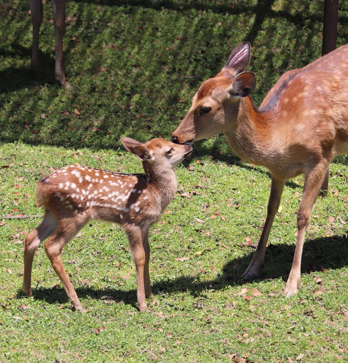 奈良公園 子鹿公開 鹿の写真