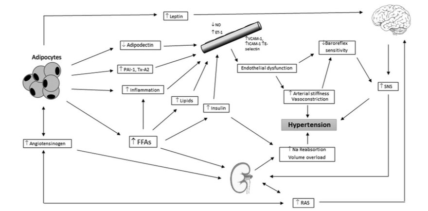 Obesity and cardiovascular risk: a call for action from the European Society of HypertensionWorking Group of Obesity, Diabetes and the High-risk Patient and European Association for the Study of Obesity
➡️Mechanisms of obesity-induced hypertension

J Hypertens 2018, 36