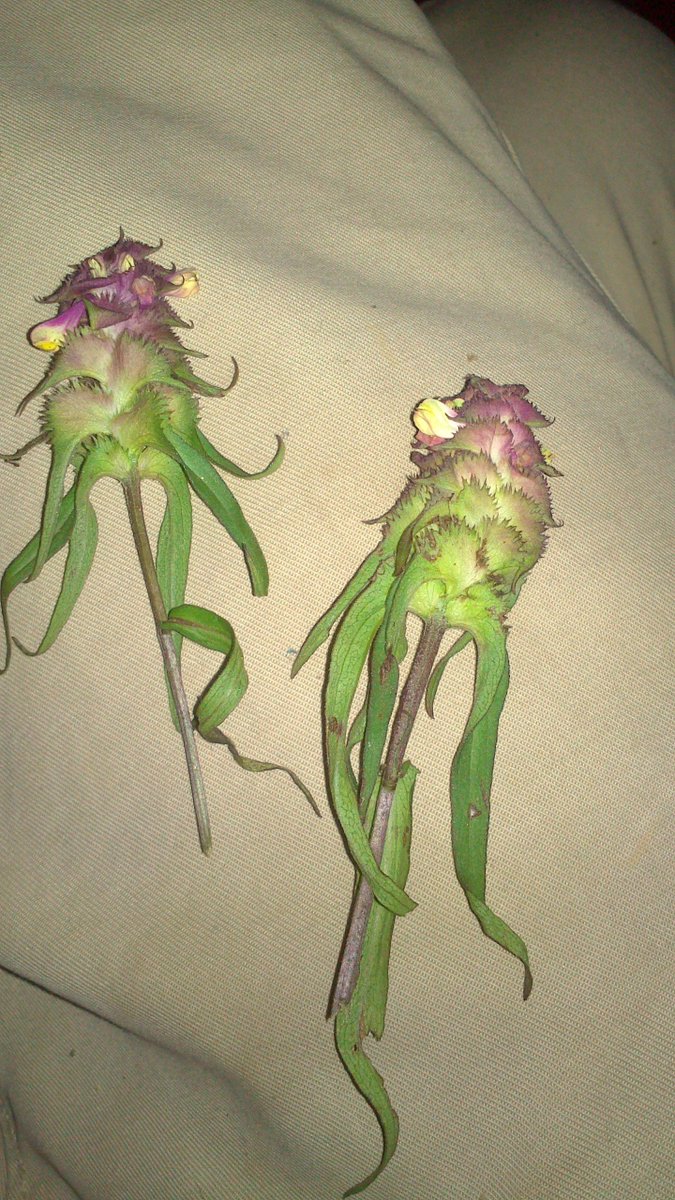 WalthamGrow's tweet photo. @indfnsofplnts hey Matt what plant is this? sorry for the poor quality of the picture, grows in the French Pyrenees https://t.co/3nUp00FdnL