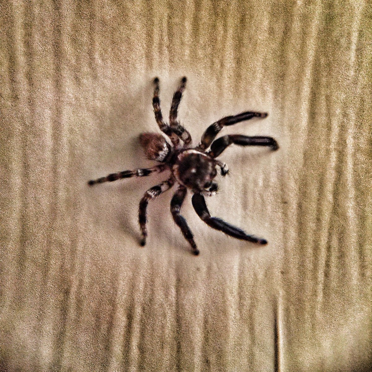 effeffe's tweet image. ...ospiti domestici... #ragno #spider