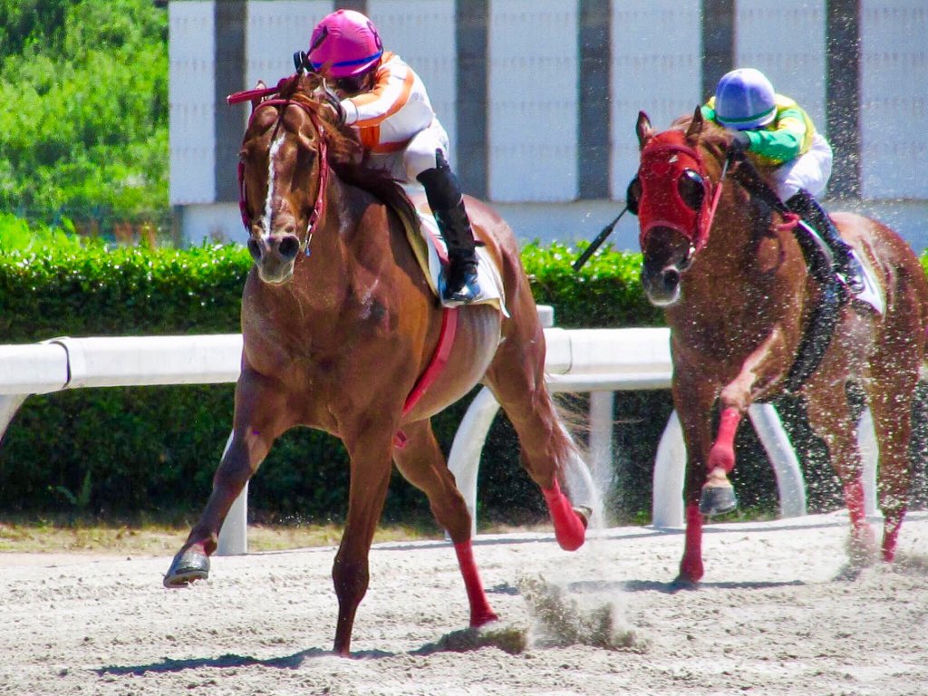 jockeyleosalles's tweet photo. You just can’t beat the person who never gives up... 👊🏻💪🏻🇯🇵 🏆
#WorkHardPayOff #ガンバッテ #TimeToWorkHard #JustDoIt #Jockey #RacingHorse #LevantaEAnda #FocoForça #MuitaFé #Win #ThanksMyGod #JapanRacing #JockeyLeoSalles #Lサレス #RiskEverything https://t.co/aYm0gAVRWe
