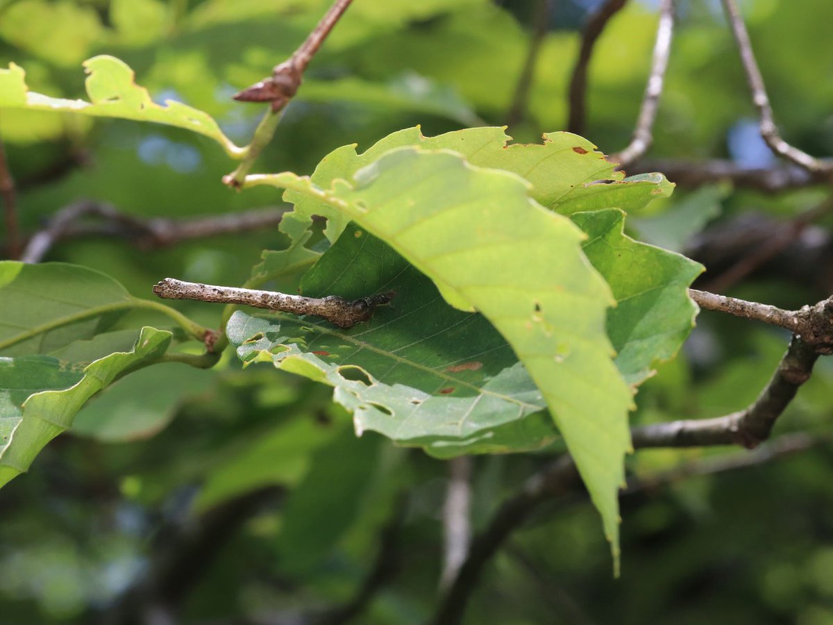 川邊透 本日の生駒山にて 尺取り虫に擬態した枝 1枚目 右手から真横に伸びた枝が葉を貫いている と 枝に擬態した尺取り虫 両方とも同じコナラの木にいた 枝は私が見つけて不必要に色めき立ち 尺取り虫はいもむし姫が冷静に発見 いろいろ完敗した一