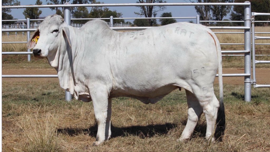 RATBrahmans's tweet photo. Sale of the Roses, 9 June at Afridome https://t.co/Xrmevya0Gy