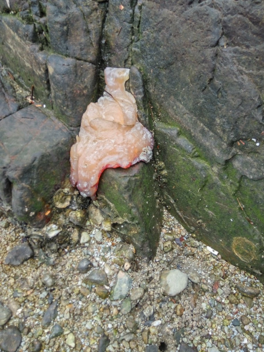 YueNikke's tweet photo. @GemHeads experts judged its a rare resin fossil or amber ,but physical data,chemical testing ssNMR, Infra-Red, Raman spectra,GC-MS analysis shows it unusual &amp; unexplained,searching somebody interested to go on exploring . https://t.co/Im4cvOTVoS