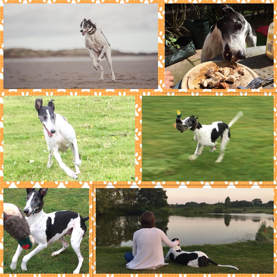 Montage my mum did for #nationalgreyhoundday