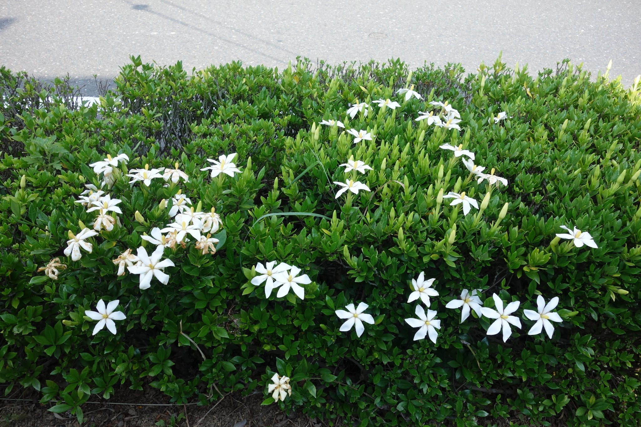 矢沢曖 立春 東風解凍 2 4 2 8 道すがら クチナシ 車道と自歩道の分離の植栽 かなり葉っぱが小さいが種類なのか 刈り込まれて小さいのか 樹高30センチの コクチナシ コクチナシを品種改良した キムラシキザキクチナシ 一重の コ