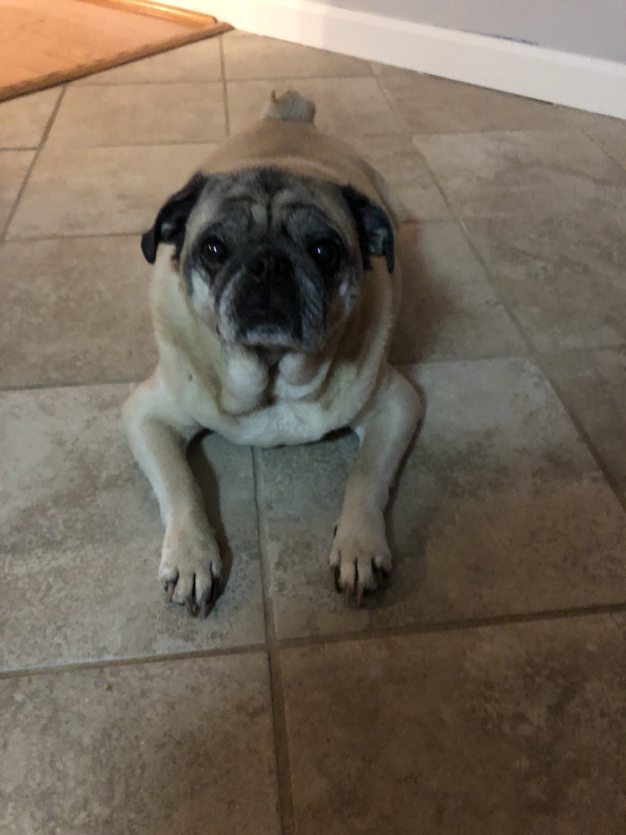 GeneralRoscoPUG's tweet photo. We are going to be at the Pug Meetup today at the Shirlington Dog Park in Arlington!! We hope to see some pug friends there! #pugmeetup #pugplay #pugfun https://t.co/I6JO8u7NOn