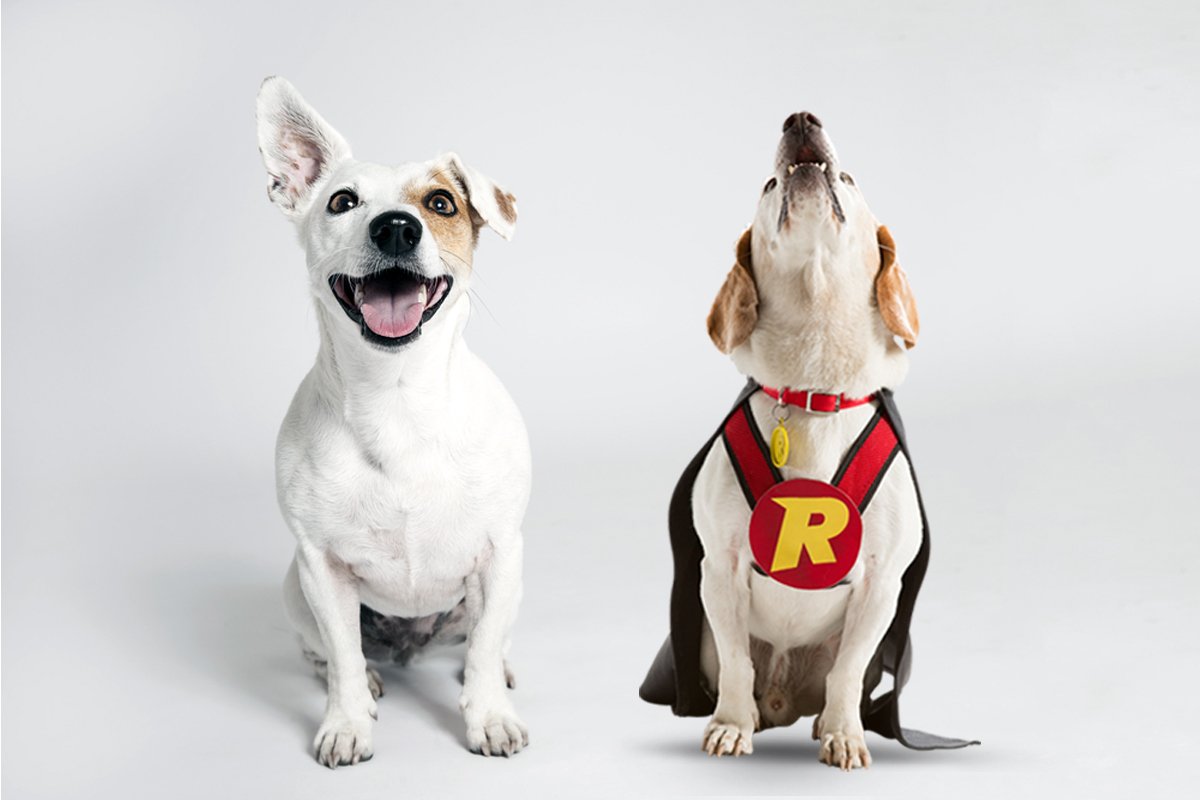 LuckyTheDog_'s tweet photo. Deposit £100 play with £200. New customers only, £10 min deposit, 45x wagering. Stake weighting and limitations apply. #rizk #doglife https://t.co/mCdg46UUoI