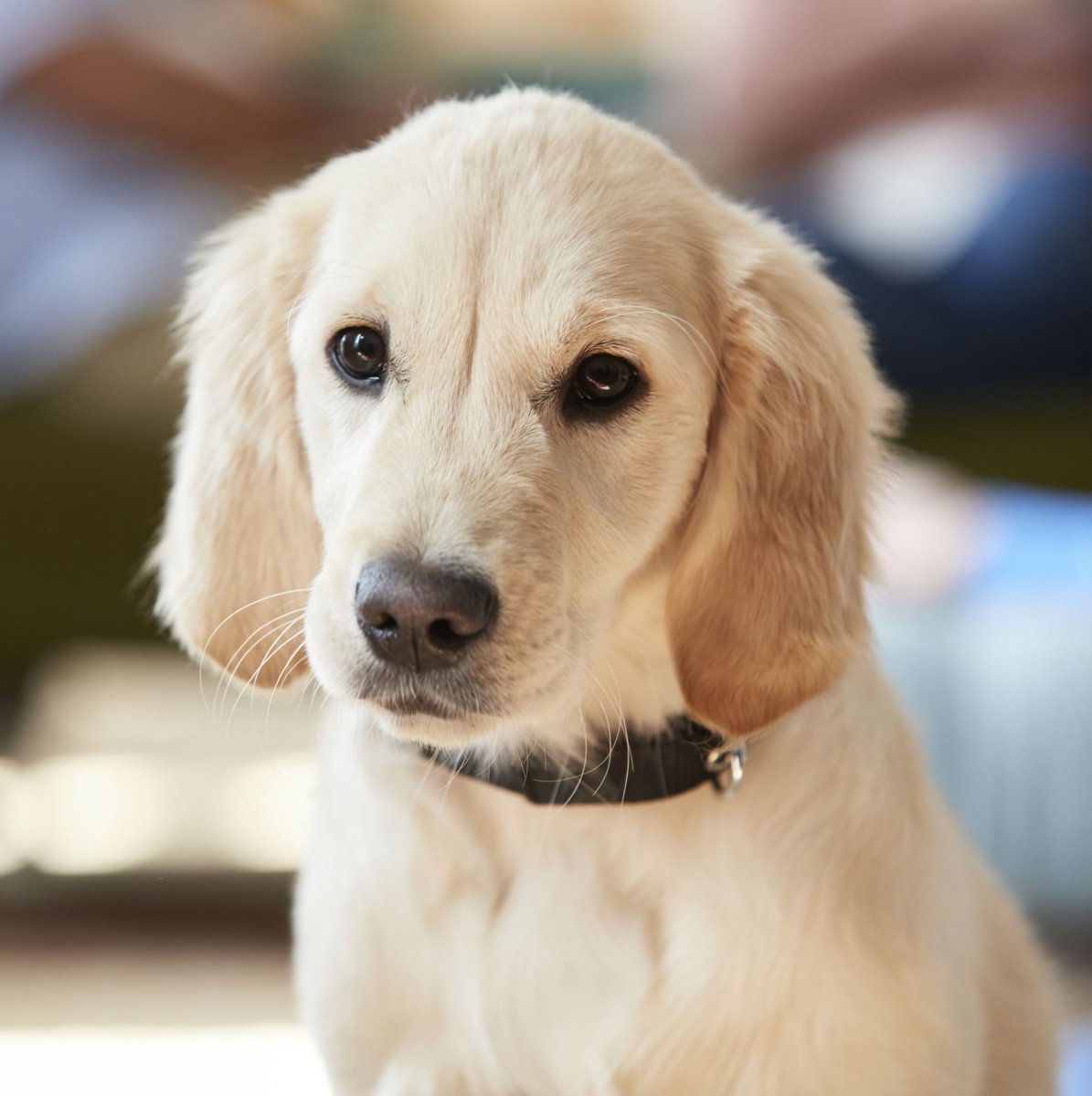 vets4pets vaccination offers 2018