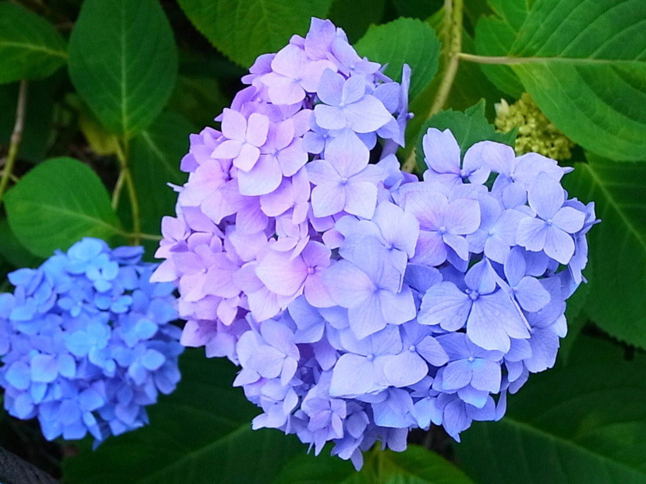 わたこ あじさい 紫陽花 グラデーションが美しい ハートの形に見えたなら きっと いいことがあるかも かも Flowers Loveflowers あじさい 紫陽花 Blue Purple Color Guraduation Pastel Heart Heartshaped 幸手権現堂堤 Japan
