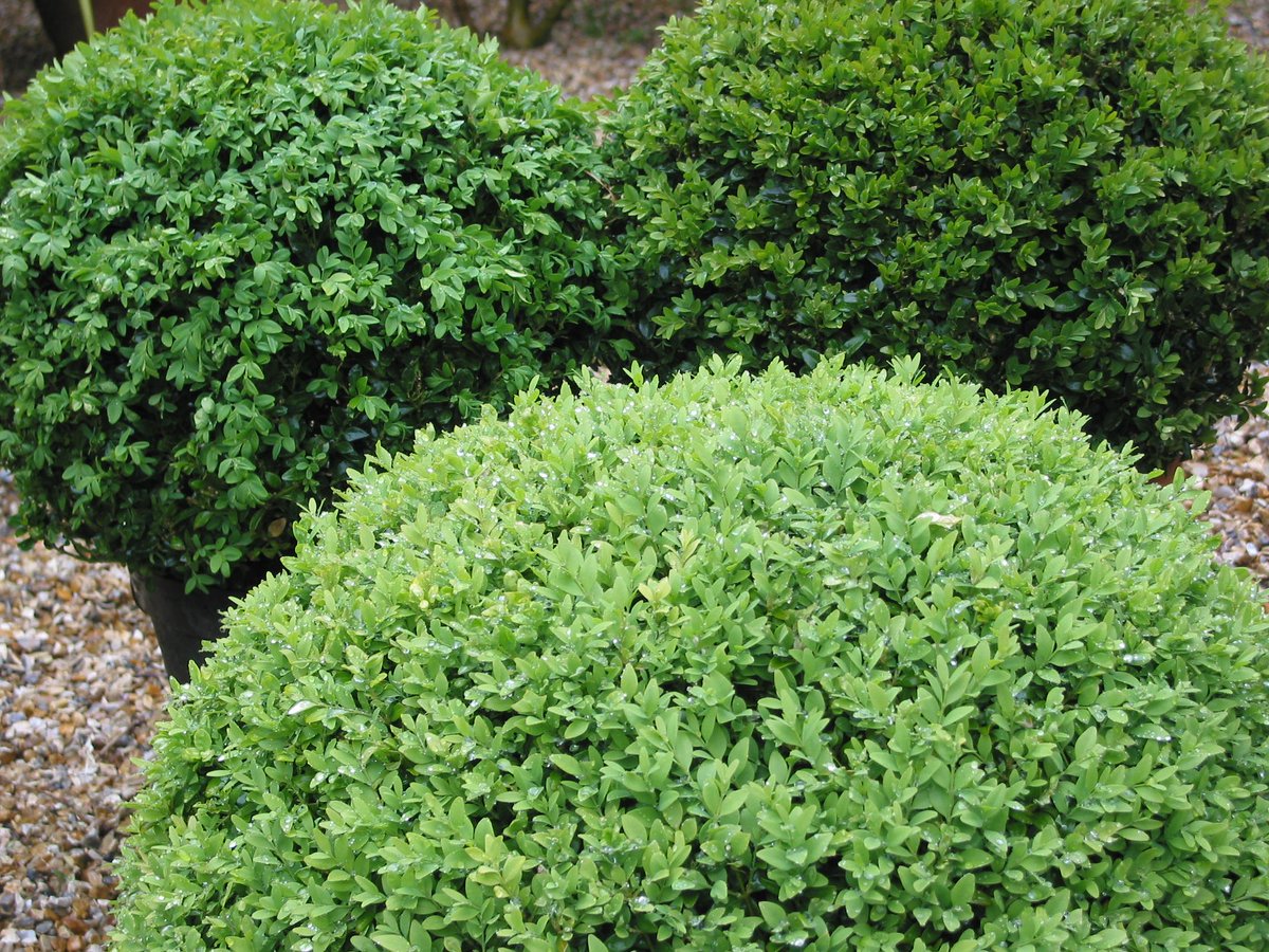 AlanEDown's tweet image. It's a tradition to trim #boxtrees around #DerbyDay but is this actually the best time to trim #box [Buxus]? 
I explain all in this weekend's @WesternDaily , @ThePost_Bristol , @BathNews , @GlosEchoJobs or @WMNNews #gardeningtips