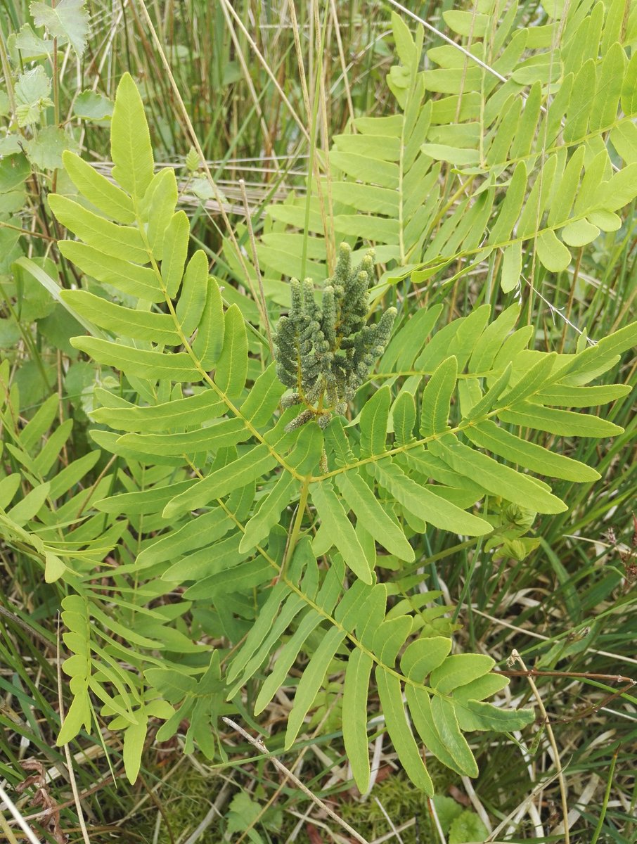 4peatssake2's tweet photo. Got a bit side tracked whilst surveying #LargeHeath on #HumberheadLevels y'day #osmunda Fitting that Royal Fern still found in an area which was historically a former Royal Hunting Chase😉 Nearly lost 😢due to drainage for peat cutting, agriculture & Victorian #fern collectors https://t.co/c9JJkCymEc