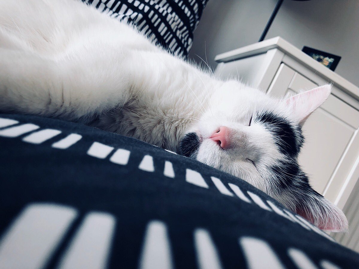 joelneill's tweet photo. A long morning of waking everybody else up has taken its toll.
#BrodyHellcat https://t.co/HnOsuiiGrr
