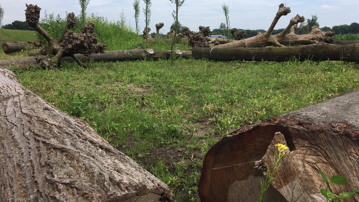 Nog even en dan wordt aan de Schoonstraat in Heesch een natuurspeeltuin geopend bit.ly/2JbK0X9