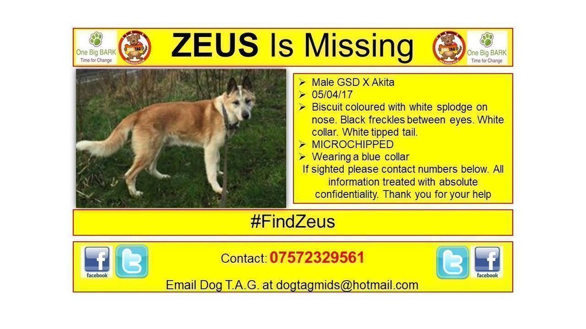 DogTAGMids's tweet photo. #FindZeus Male GSD X Akita 🐕🐩 missing since April 2017 if sighted please 📞 07572 329561 #scanme #lostdogalert 🙏🏽🤞🏽 https://t.co/gd6NnJdjZd