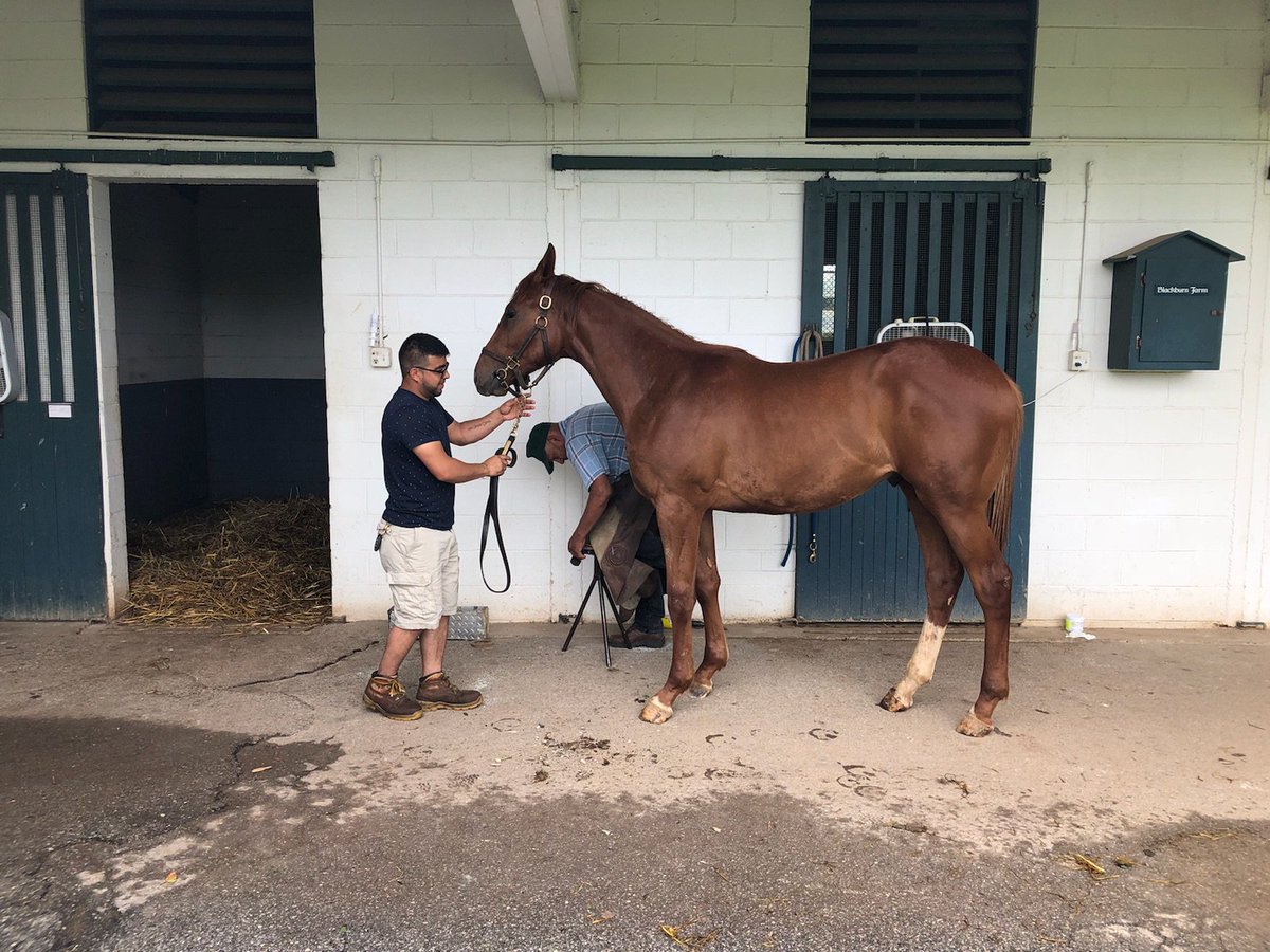 obstables's tweet photo. This Verrazano colt is coming right along. Getting him ready for the July sale @FasigTiptonCo https://t.co/jcu2uPgvvb