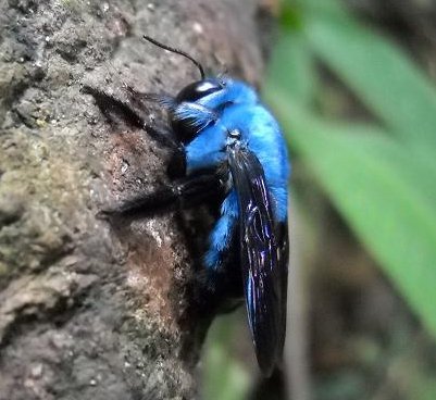 blue bee inc blue bee inc