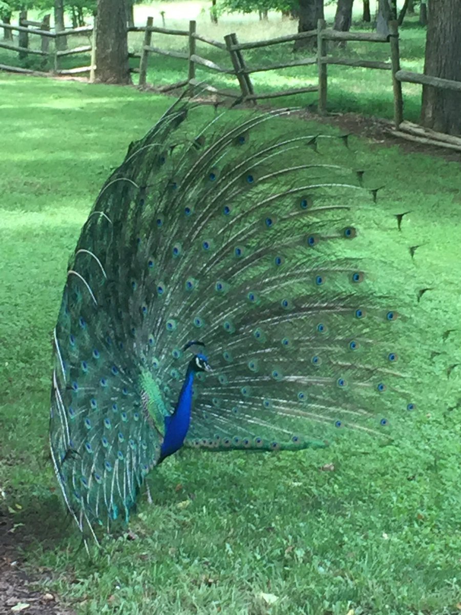 pamwattenbarger's tweet photo. This peacock has his feathers ruffled! #scfof #greenwoodsblooming @SCFOF @old96tourism https://t.co/x6NpKA3htM