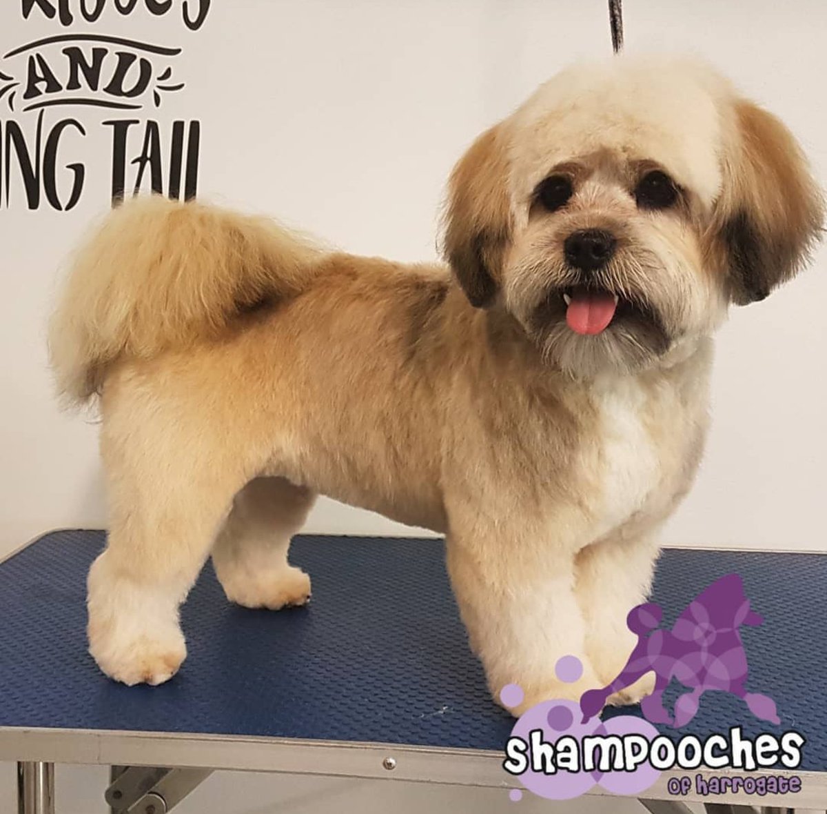 The Lhasa Apso Big Sassy Diva Personality in a Small Body