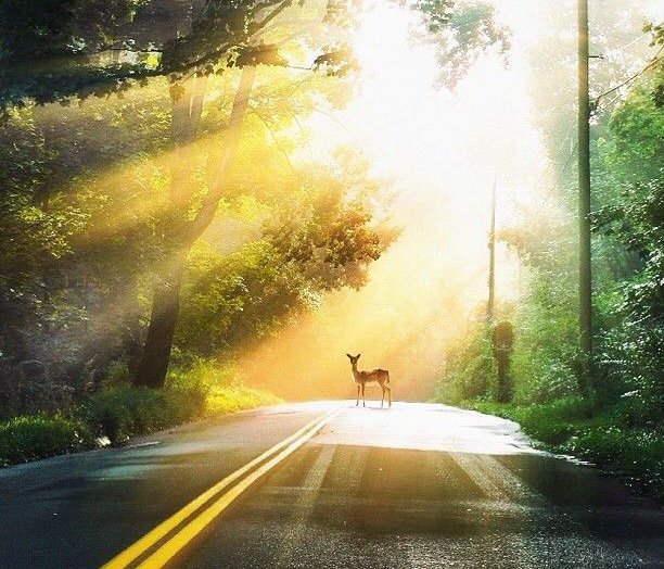 ramblingsloa's tweet image. As you start to walk on the way,
The way appears.

Rumi