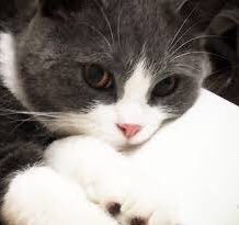 kittenjm's tweet photo. https://t.co/Mn818qQnOn